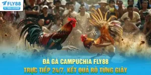 Đá Gà Campuchia FLY88 - Trực Tiếp 24/7, Kết Quả Rõ Từng Giây