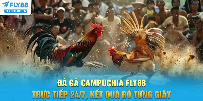 Đá Gà Campuchia FLY88 - Trực Tiếp 24/7, Kết Quả Rõ Từng Giây