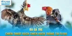 Đá Gà Tre - Bí Quyết Cược Bách Chiến Bách Thắng Tại FLY88