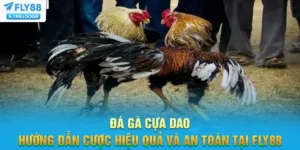 Đá Gà Cựa Dao - Hướng Dẫn Cược Hiệu Quả Và An Toàn Tại FLY88