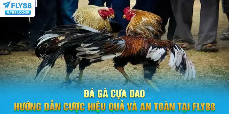 Đá Gà Cựa Dao - Hướng Dẫn Cược Hiệu Quả Và An Toàn Tại FLY88
