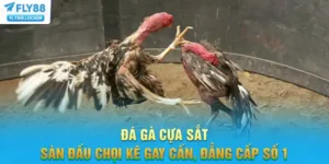 Đá Gà Cựa Sắt - Sàn Đấu Chọi Kê Gay Cấn, Đẳng Cấp Số 1