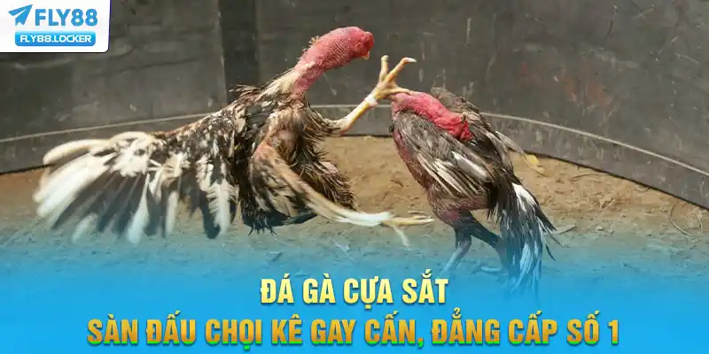 Đá Gà Cựa Sắt - Sàn Đấu Chọi Kê Gay Cấn, Đẳng Cấp Số 1
