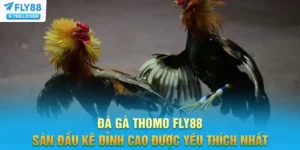 Đá Gà Thomo FLY88 - Sàn Đấu Kê Đỉnh Cao Được Yêu Thích Nhất