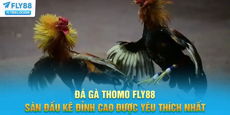 Đá Gà Thomo FLY88 - Sàn Đấu Kê Đỉnh Cao Được Yêu Thích Nhất
