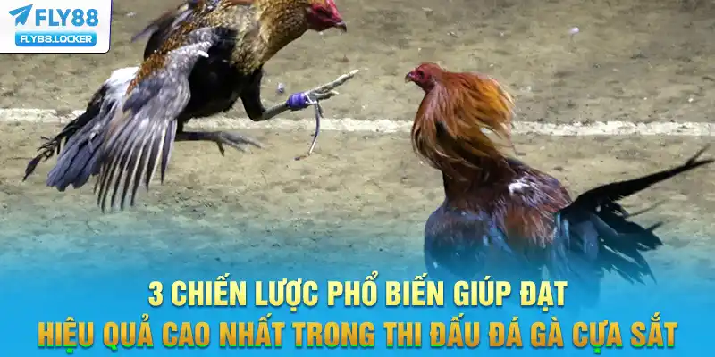 3 chiến lược phổ biến giúp đạt hiệu quả cao nhất trong thi đấu đá gà cựa sắt