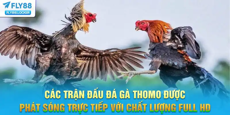 Các trận đấu đá gà Thomo được phát sóng trực tiếp với chất lượng Full HD