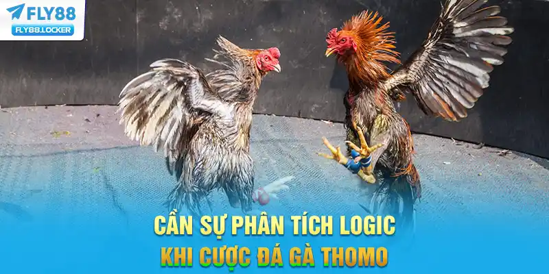 Cần sự phân tích logic khi cược đá gà Thomo