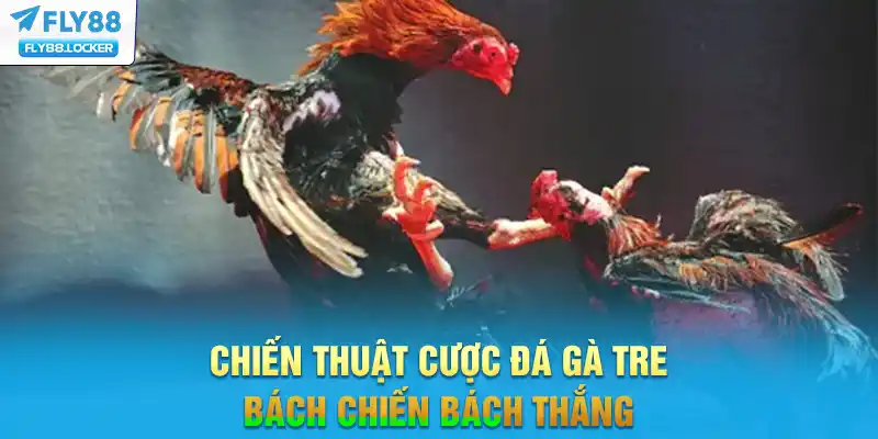 Chiến thuật cược đá gà tre bách chiến bách thắng