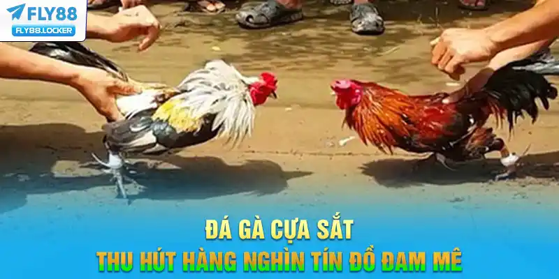 Đá gà cựa sắt thu hút hàng nghìn tín đồ đam mê
