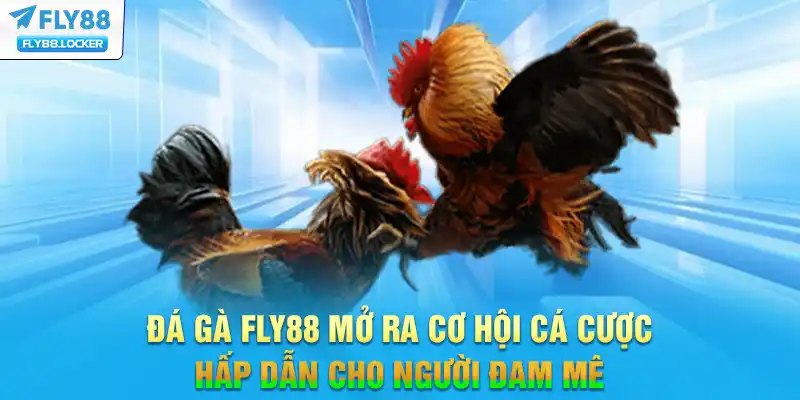 Đá gà FLY88 mở ra cơ hội cá cược hấp dẫn cho người đam mê