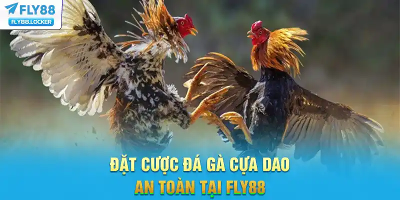 Đặt cược Đá gà cựa dao an toàn tại FLY88