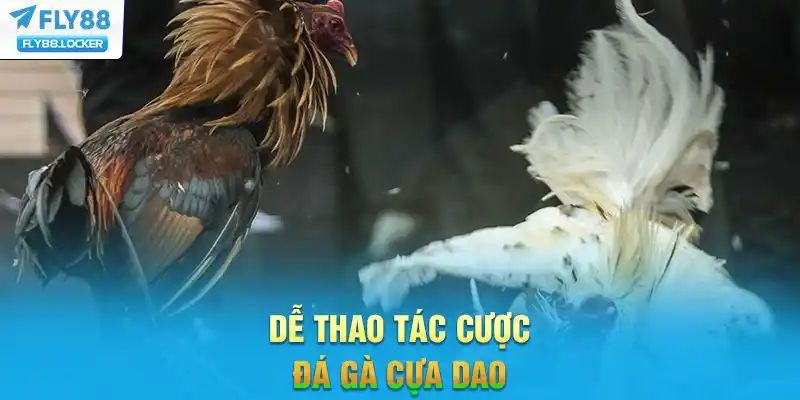 Dễ thao tác cược đá gà cựa dao