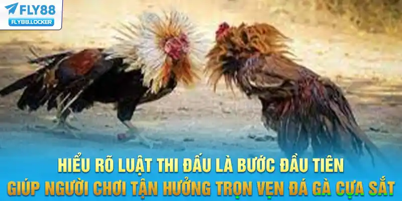 Hiểu rõ luật thi đấu là bước đầu tiên giúp người chơi tận hưởng trọn vẹn đá gà cựa sắt