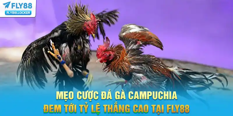 Mẹo cược Đá gà Campuchia đem tới tỷ lệ thắng cao tại FLY88