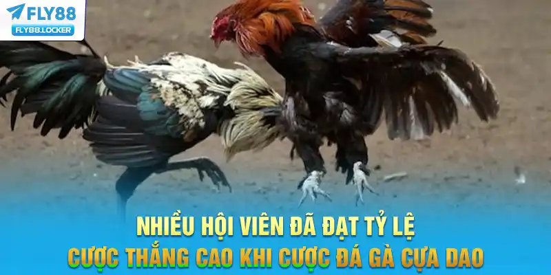 Nhiều hội viên đã đạt tỷ lệ cược thắng cao khi cược đá gà cựa dao