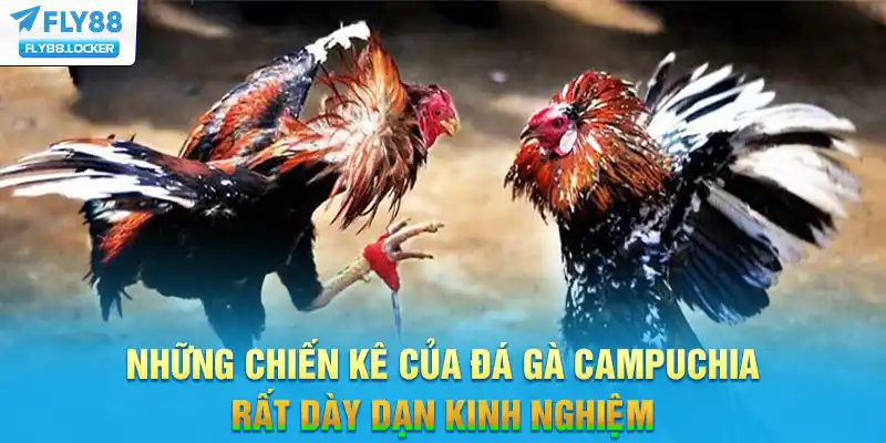 Những chiến kê của Đá gà Campuchia rất dày dạn kinh nghiệm