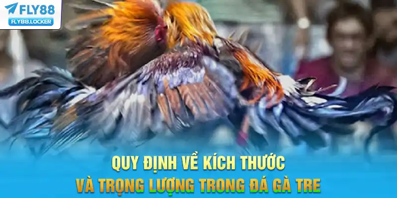 Quy định về kích thước và trọng lượng trong đá gà tre
