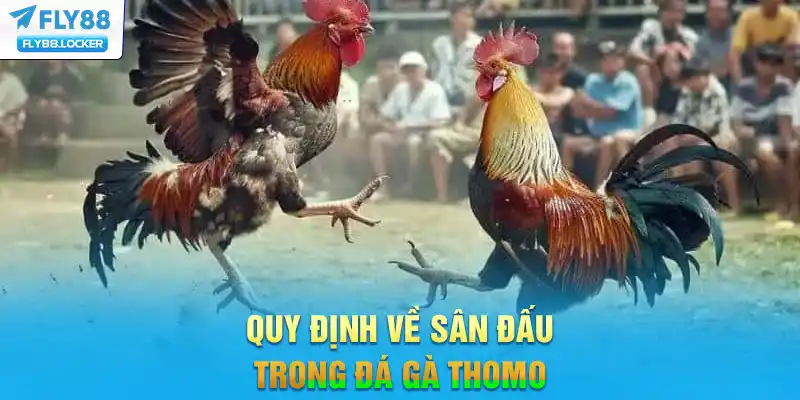 Quy định về sân đấu trong đá gà Thomo