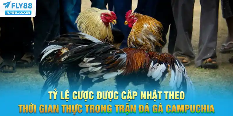 Tỷ lệ cược được cập nhật theo thời gian thực trong trận đá gà Campuchia